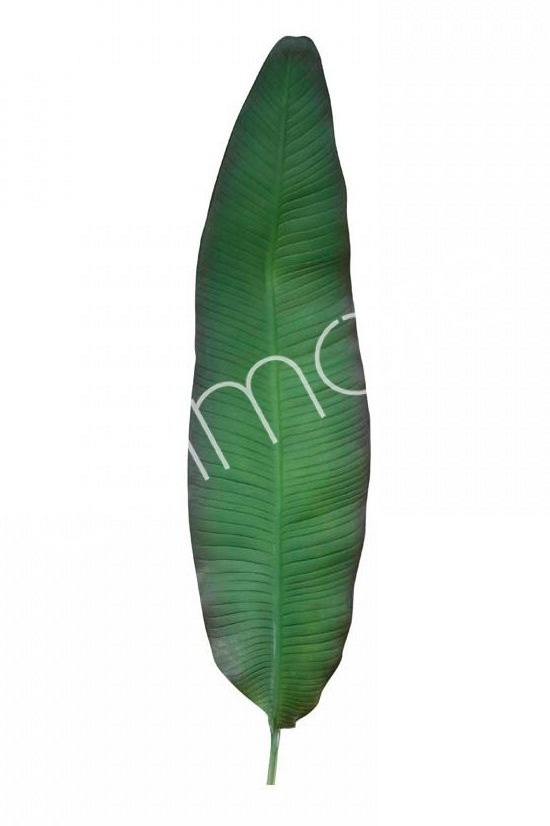 Colmore Bananenblatt-Leaf  150cm